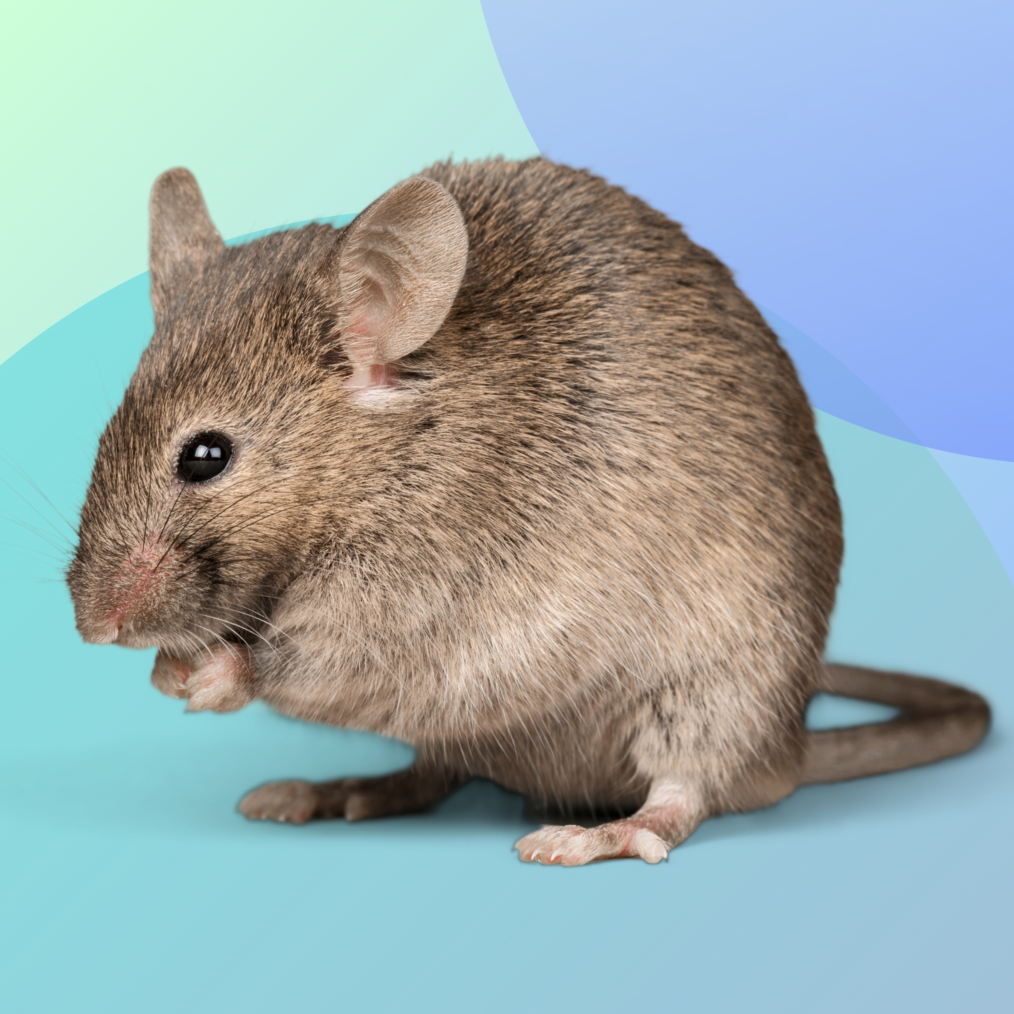 JPEG RODENT WEBSITE